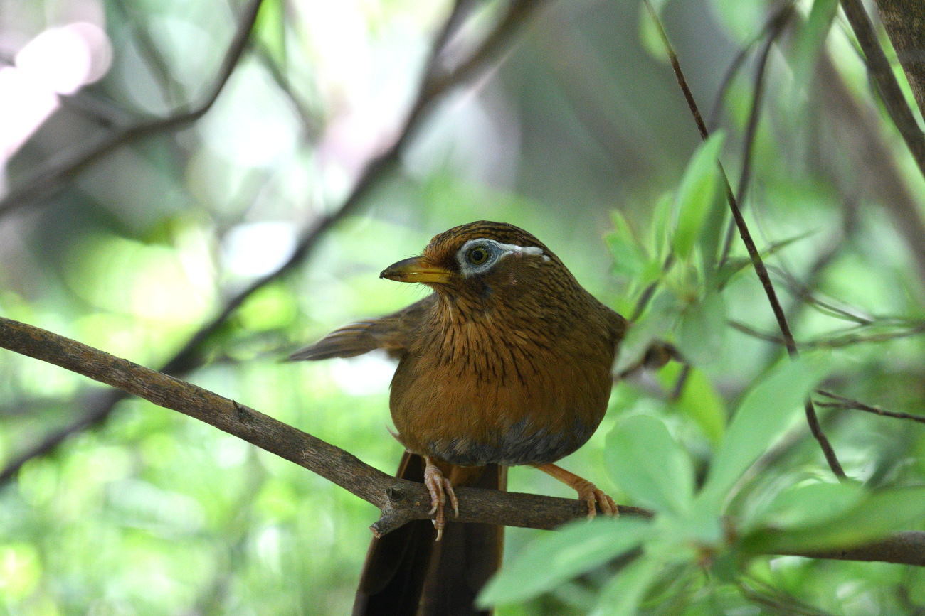 狙った鳥が_b0356939_11050292.jpg