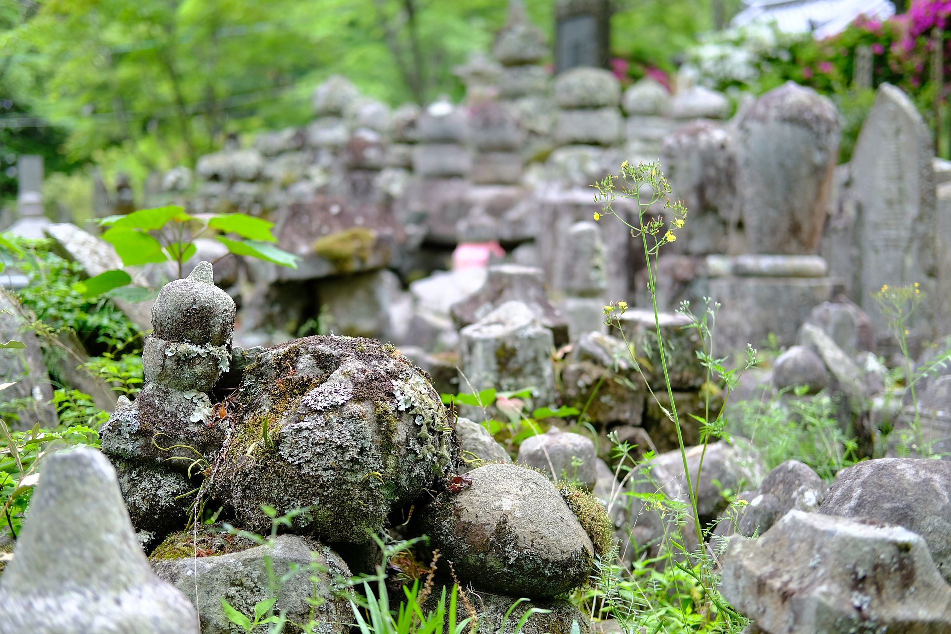 史跡　【根来寺　庭園】　画像　_b0212342_09432157.jpg