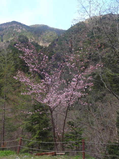 桜咲き始めました_f0219043_11454040.jpg