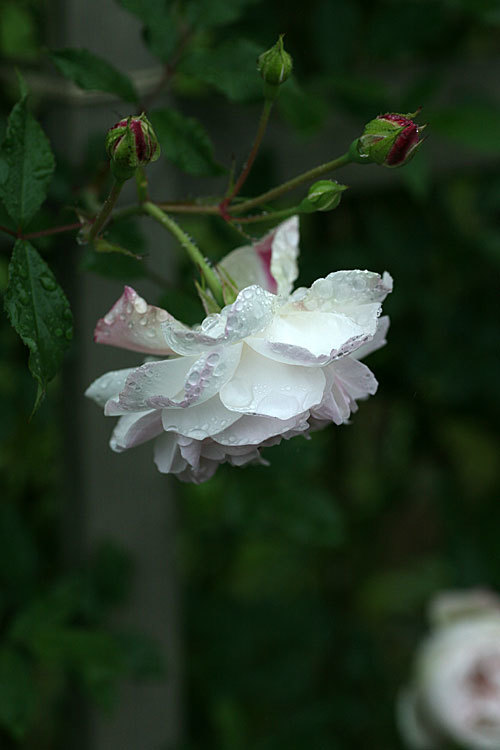 Rosa chinensis alba_f0271343_09100363.jpg