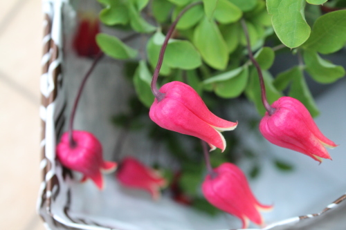 押切 : My clematis diary