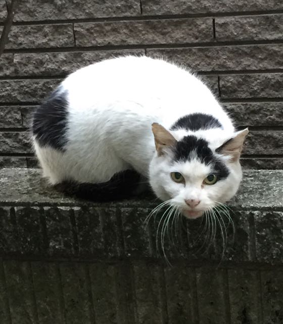 日曜日は猫：牛柄ちゃん。_f0372146_2033011.jpg