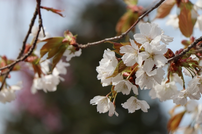 5月6日　桜散る　五稜郭公園　４　枝垂れ桜_b0250154_08493380.jpg