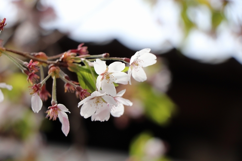 5月6日　桜散る　五稜郭公園　４　枝垂れ桜_b0250154_08504201.jpg