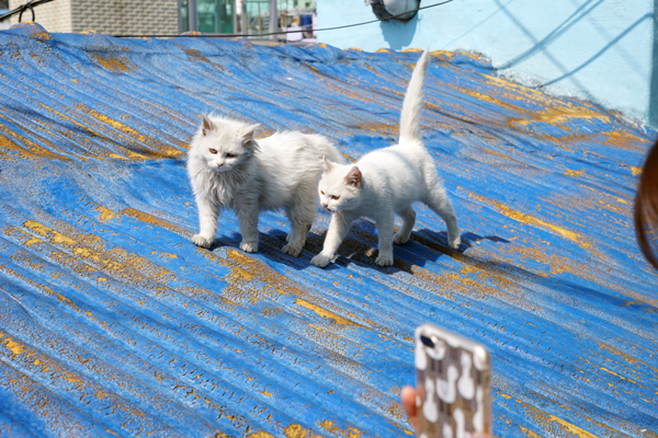 甘川文化村 カムチョンムナマウル（３） 釜山市甘川洞　2017年3月 釜山の旅（２）_f0117059_011925.jpg