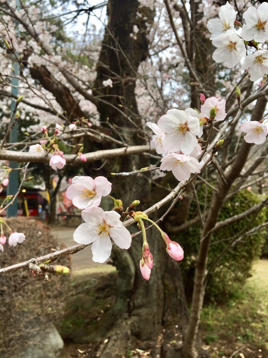 アイラブ・小山 栃木県からの発信(2)祇園城趾_a0053063_13420290.jpg