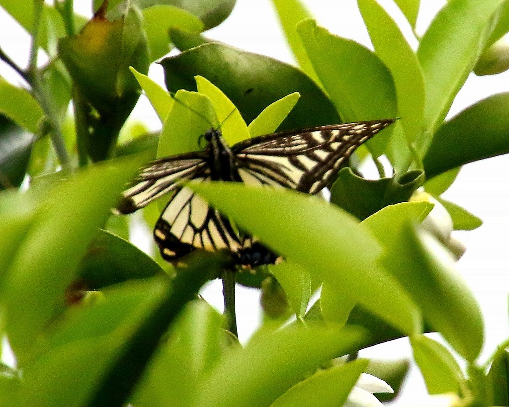 b0320769_16270019.jpg