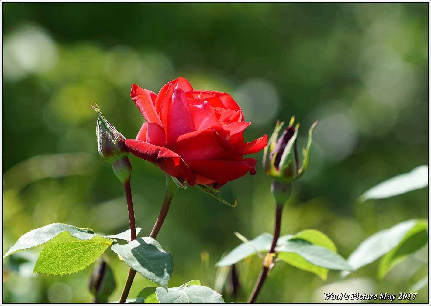 花公園の薔薇の花_c0198669_22071092.jpg