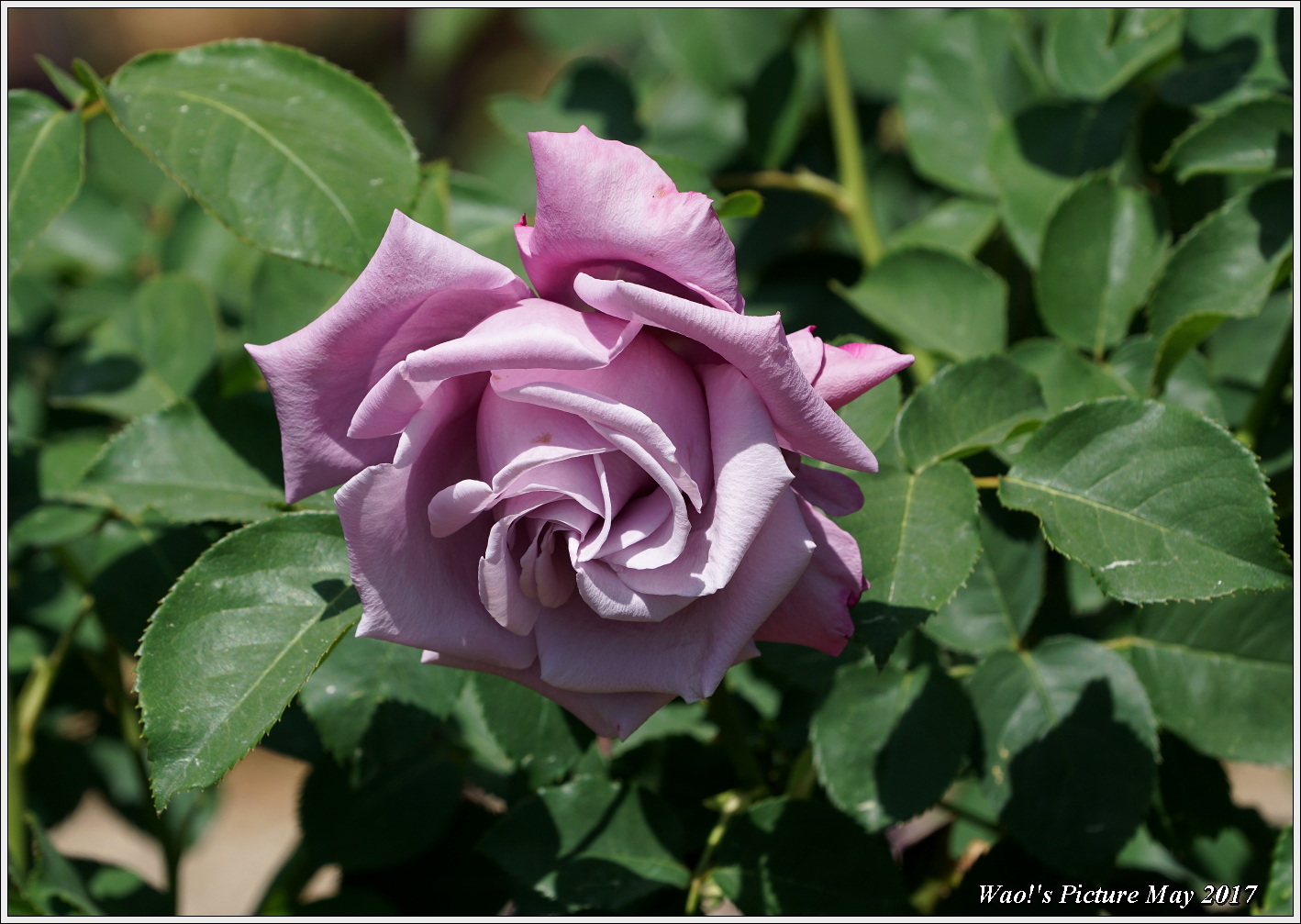 花公園の薔薇の花_c0198669_22082466.jpg