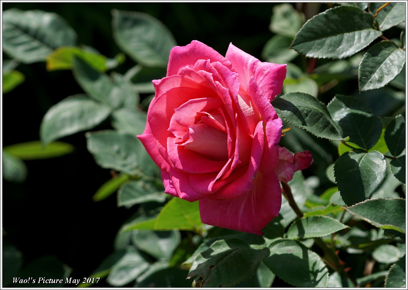 花公園の薔薇の花_c0198669_22095234.jpg