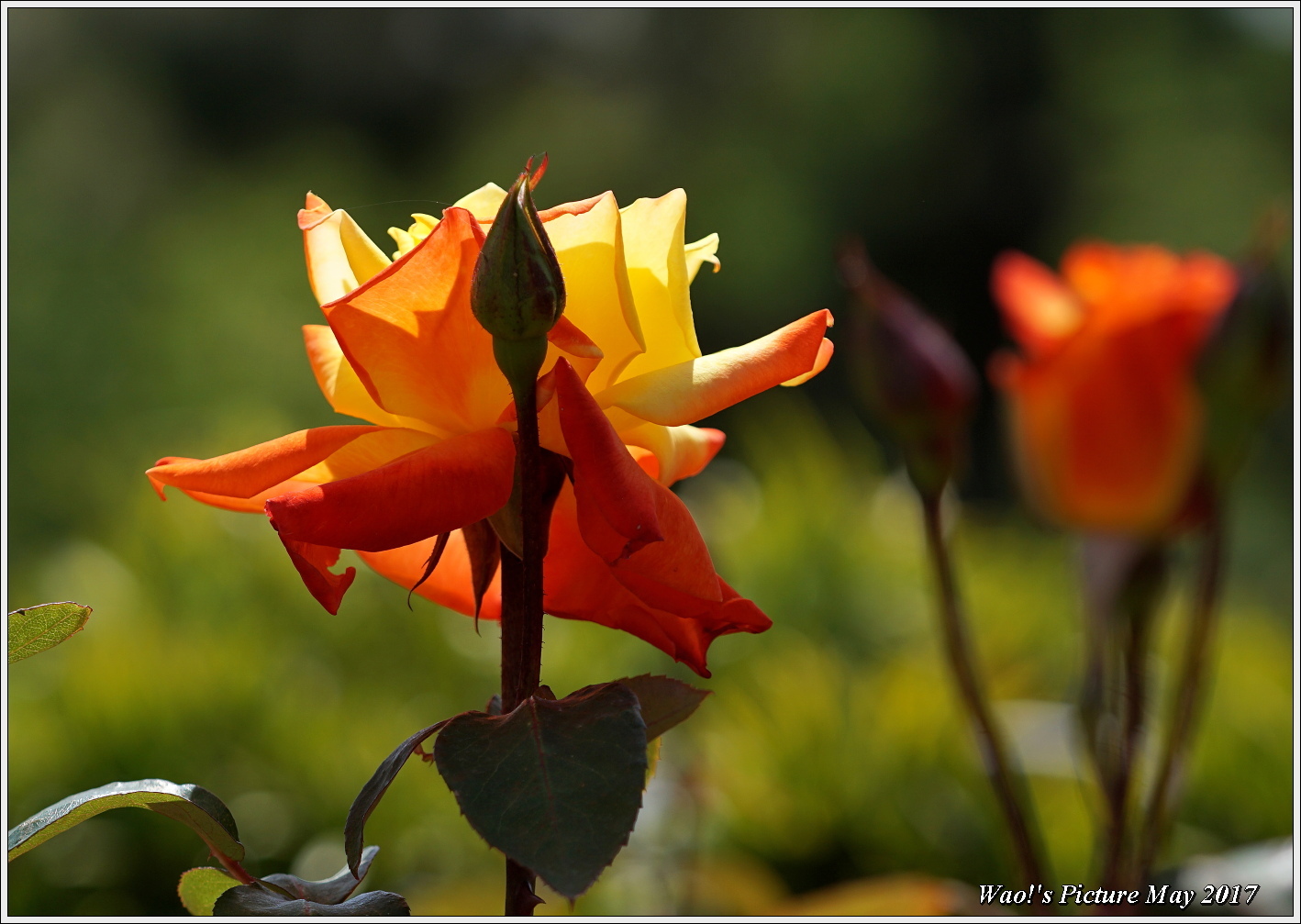 花公園の薔薇の花_c0198669_22100388.jpg