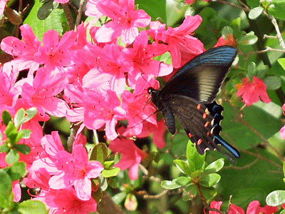 f0140773_14481933.gif