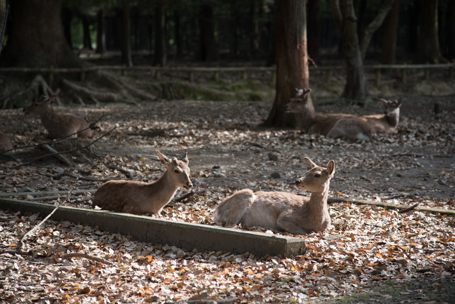 奈良公園_e0174074_10382056.jpg