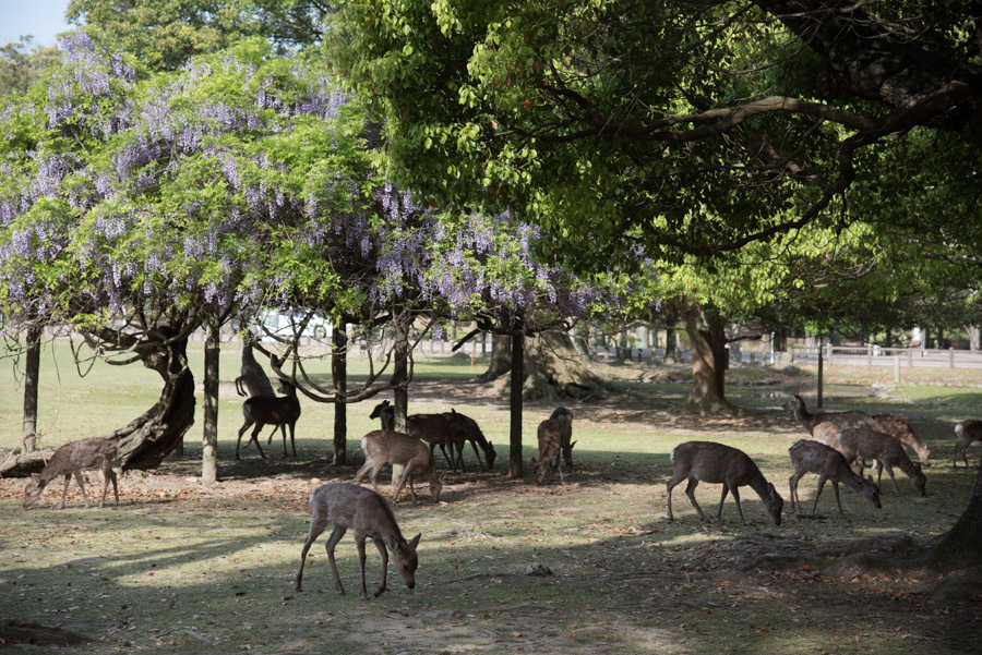 奈良公園_e0174074_10390225.jpg