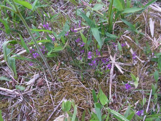 花山小こもれびの森_e0148077_1573137.jpg