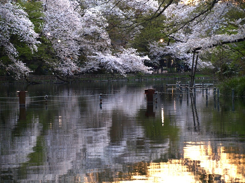 Tokyo Travel Guide Kichijoji Sightseeing 100 -001 Inokashira Park (pond forest cherry blossoms)_e0122680_16162917.jpg