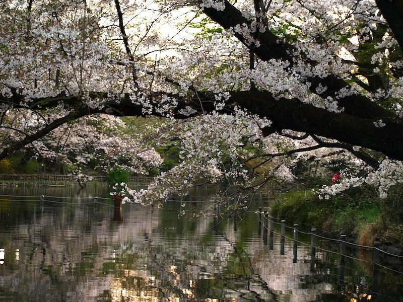 Tokyo Travel Guide Kichijoji Sightseeing 100 -001 Inokashira Park (pond forest cherry blossoms)_e0122680_16173088.jpg