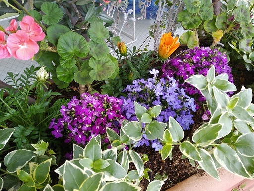 エントランスの花壇_b0117785_12370550.jpg
