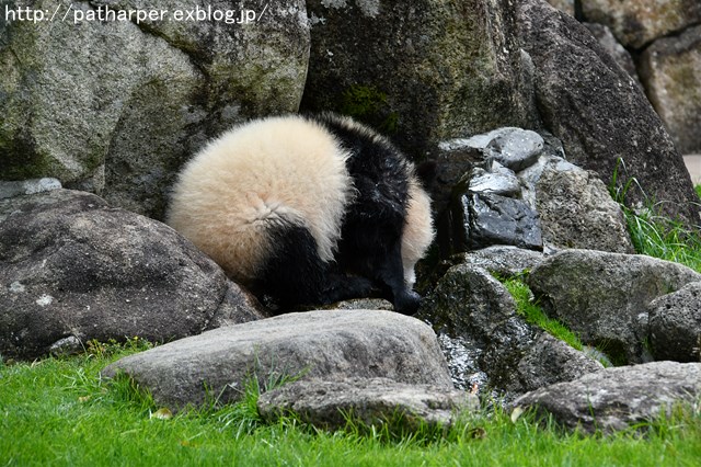 ２０１７年４月　白浜パンダ見隊４　その２_a0052986_20303854.jpg