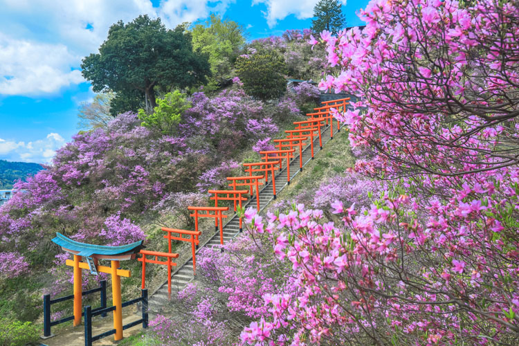 獅子崎稲荷神社 京都写真 Kyoto Photo 獅子崎稲荷神社 京都写真 Kyoto Photo