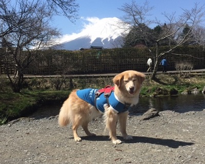  2017 家族旅行　ほったらかし温泉キャンプ2日目_c0196992_13434292.jpg