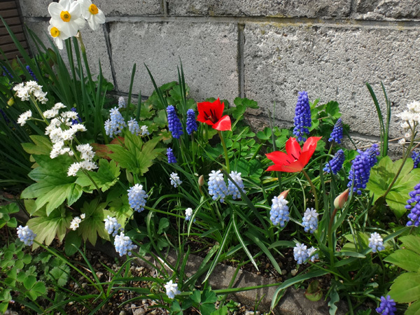 餌台周りの花たち、水仙、水色のムスカリ、名前知らずのすみれなど♪_a0136293_18400973.jpg