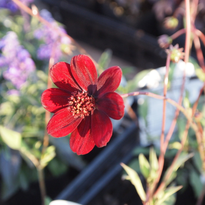 夏用の寄せ植え向きのお花①_a0292194_21313542.jpg