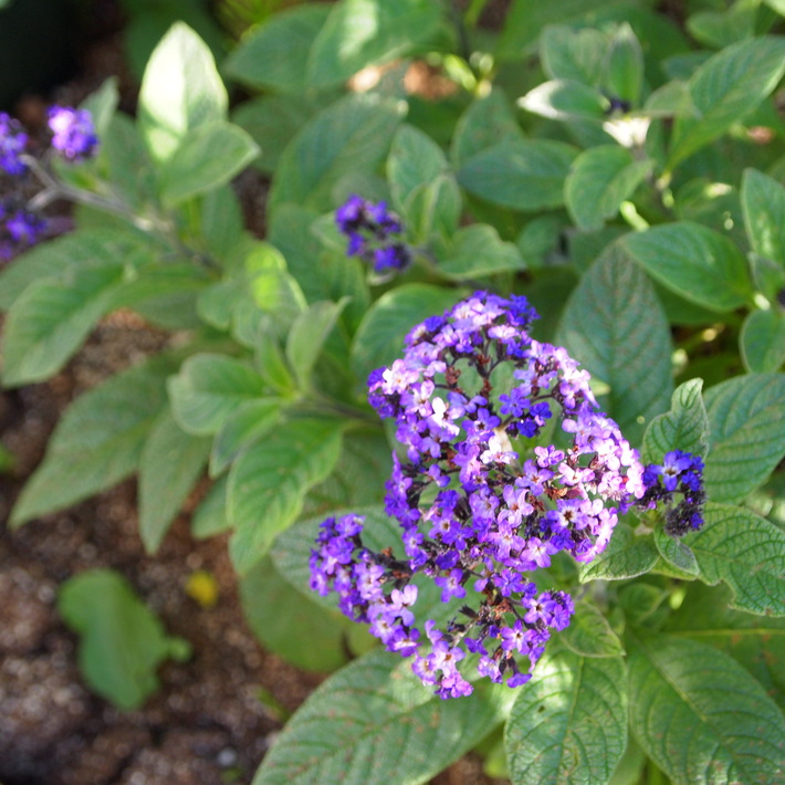 夏用の寄せ植え向きのお花①_a0292194_2146151.jpg