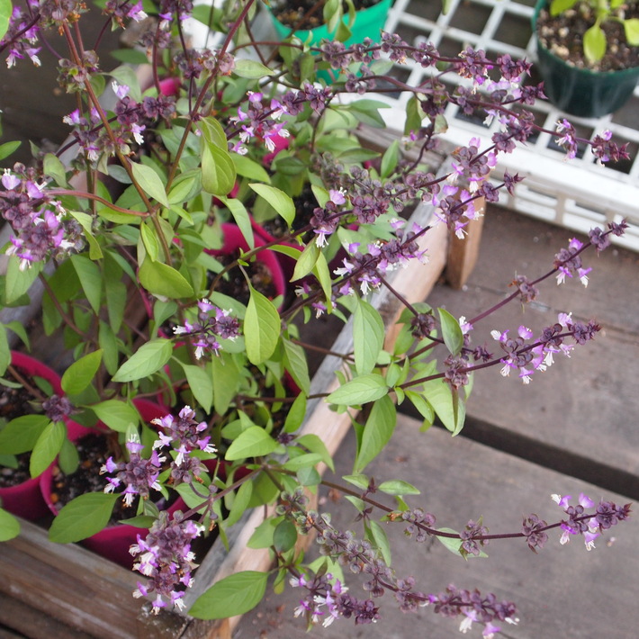 夏用の寄せ植え向きのお花①_a0292194_21484019.jpg