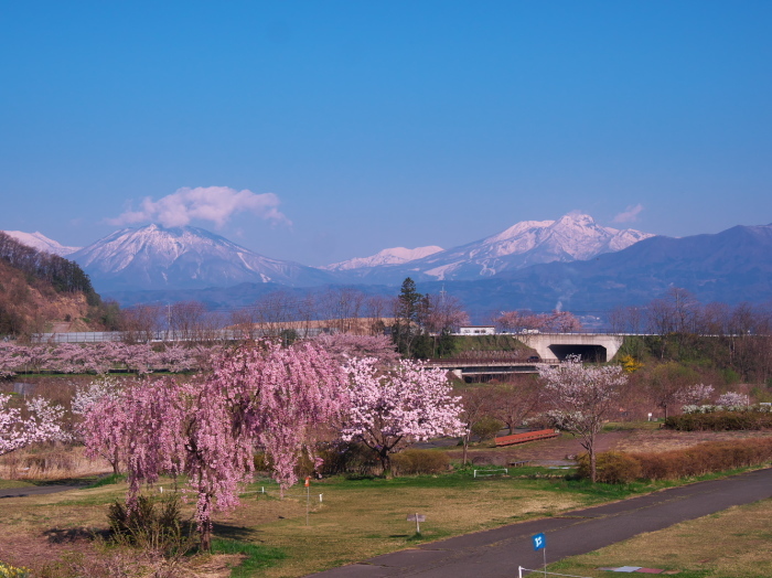 2017桜17　  信州遠征③_d0020300_14430597.jpg