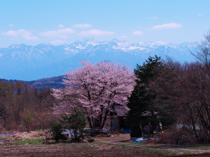 2017桜17　  信州遠征③_d0020300_14432712.jpg