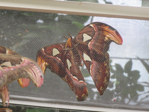 ビクトリアひとり旅☆雨の午後のすごし方「バタフライガーデン」_c0212604_619233.jpg