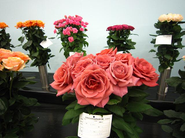 a0141408_185317.jpg