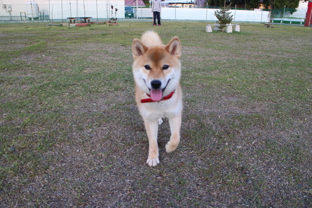 暖かさが戻った日曜日☀５月１４日のドッグラン大仙（＾＾）_f0170713_18241868.jpg