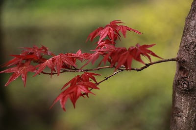 東谷山フルーツパークの散歩_f0234316_13434286.jpg