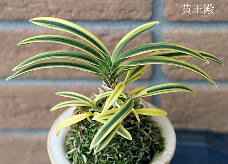 黄玉殿 : □ サムライ オーキッド □ 富貴蘭 セレクトショップ 黄玉殿 : □ サムライ オーキッド □ 富貴蘭 セレクトショップ