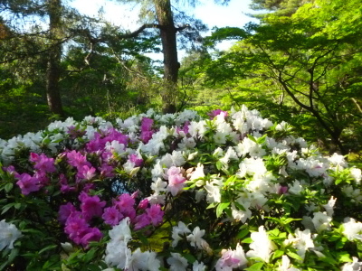 ~ 清水園 花めぐり ~_e0135219_16472988.jpg