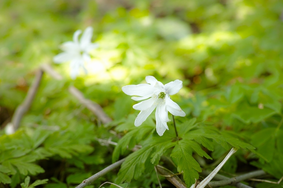 会津路の春　～ 鳥屋山（とやさん）の花畑にて ～_b0338222_16141124.jpg