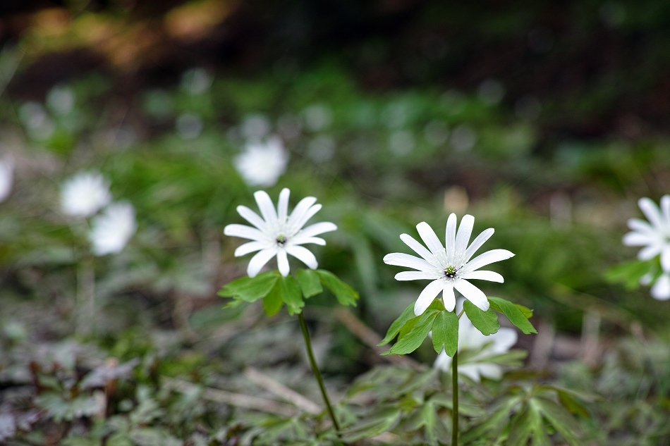 会津路の春　～ 鳥屋山（とやさん）の花畑にて ～_b0338222_16182950.jpg