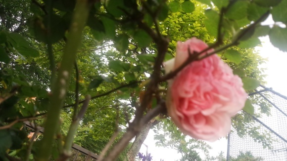 c0155326_15463238.jpg