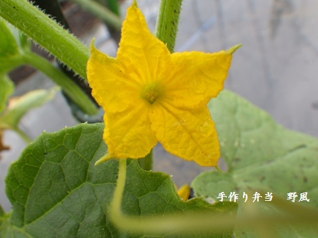 b0244034_10082523.jpg
