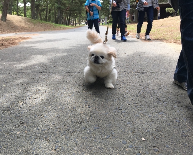 藤とネモフィラ・花の旅　２日目_e0097536_22263541.jpg