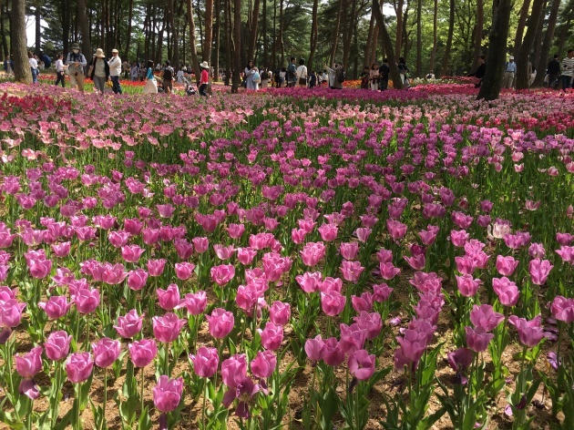 藤とネモフィラ・花の旅　２日目_e0097536_22313775.jpg