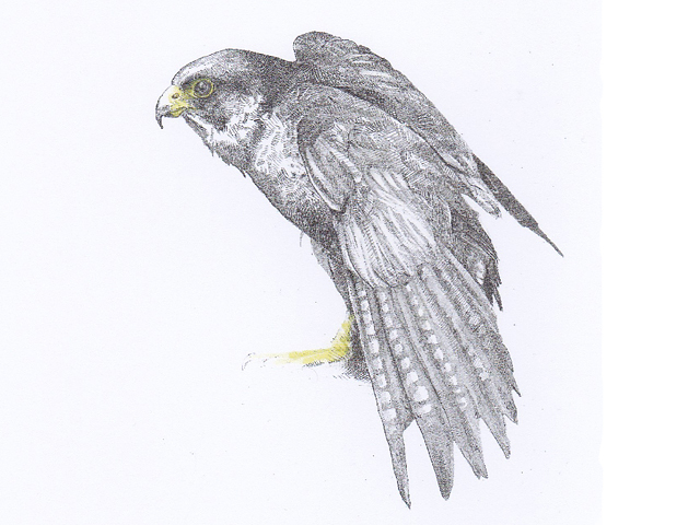 都市に生きる猛禽たち ロンドン・テートモダンのハヤブサ : ブルーベル