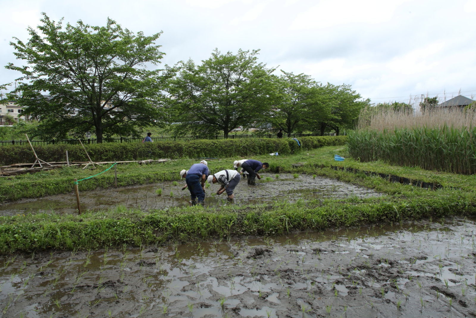 田植えとコミスジと（千葉県松戸市、20170514）_f0345350_16225520.jpg