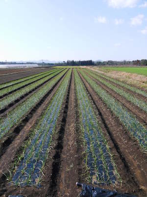 『無農薬栽培にんにく』 芽カギ作業を終えまもなく収穫です。収穫後は乾燥させ今年もネット独占販売します!_a0254656_17014312.jpg