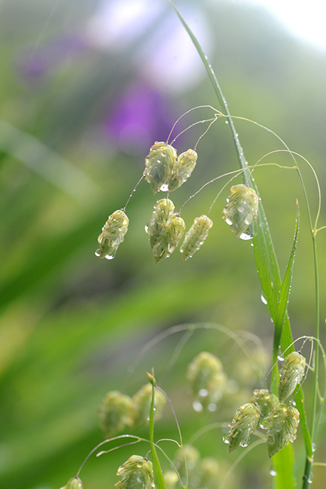 甘雨(かんう)_b0031558_21292563.jpg