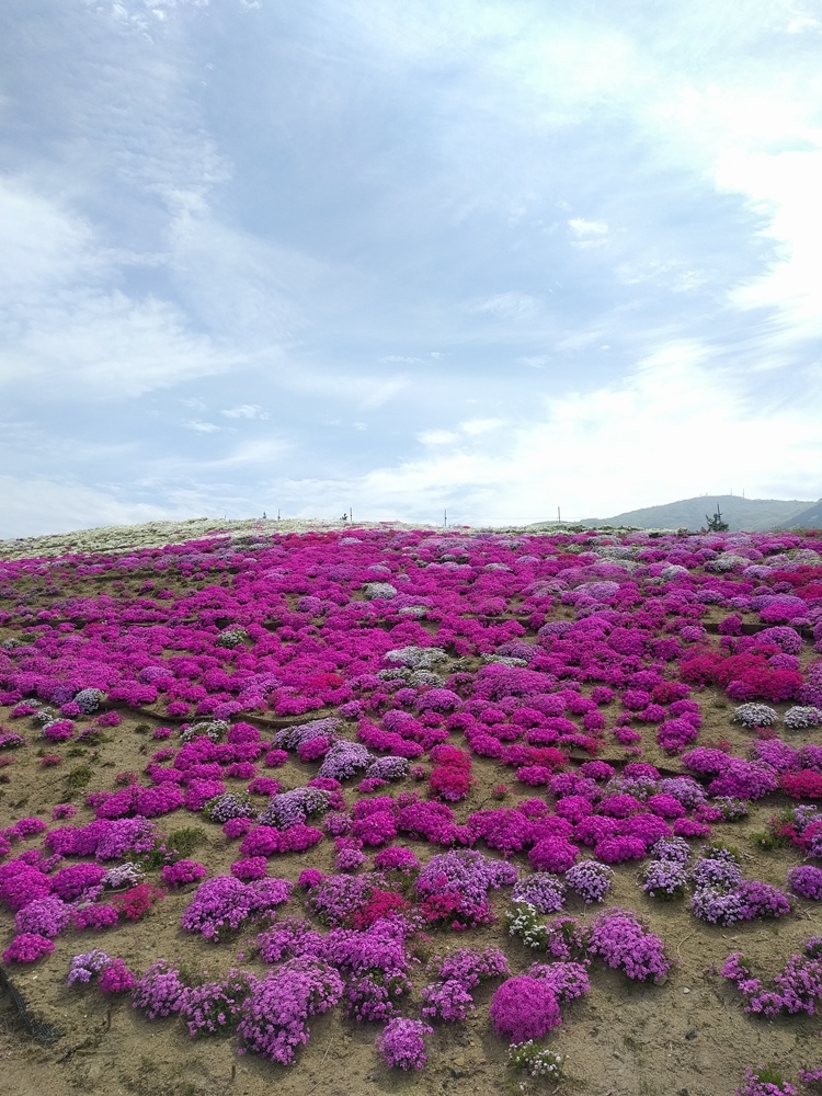 2017GW  高野花見山　福島県いわき市_d0039059_13470647.jpg