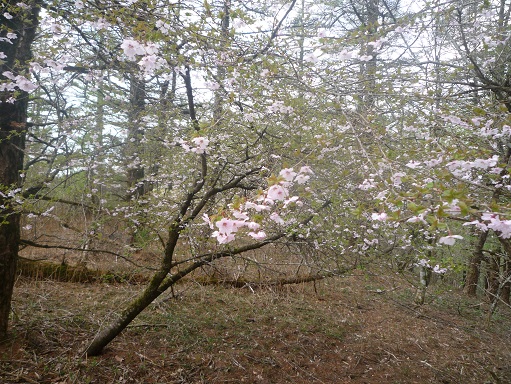 c0273271_14565917.jpg