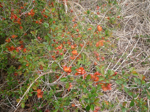 c0273271_1542252.jpg